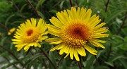 04  Enula scabra (Inula hirta) tra Costone e Filaressa